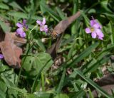 род Oxalis. Соцветия с фуражирующей пчелой. Перу, г. Лима, ботанический сад Национального Аграрного университета. 07.10.2019.