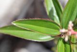 Miconia ciliata