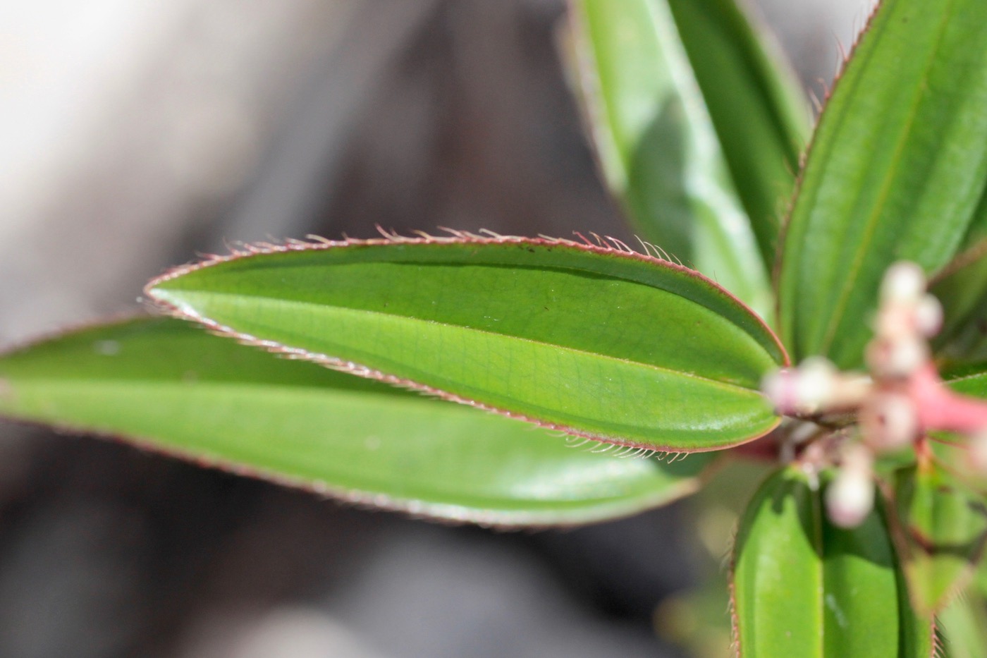 Изображение особи Miconia ciliata.