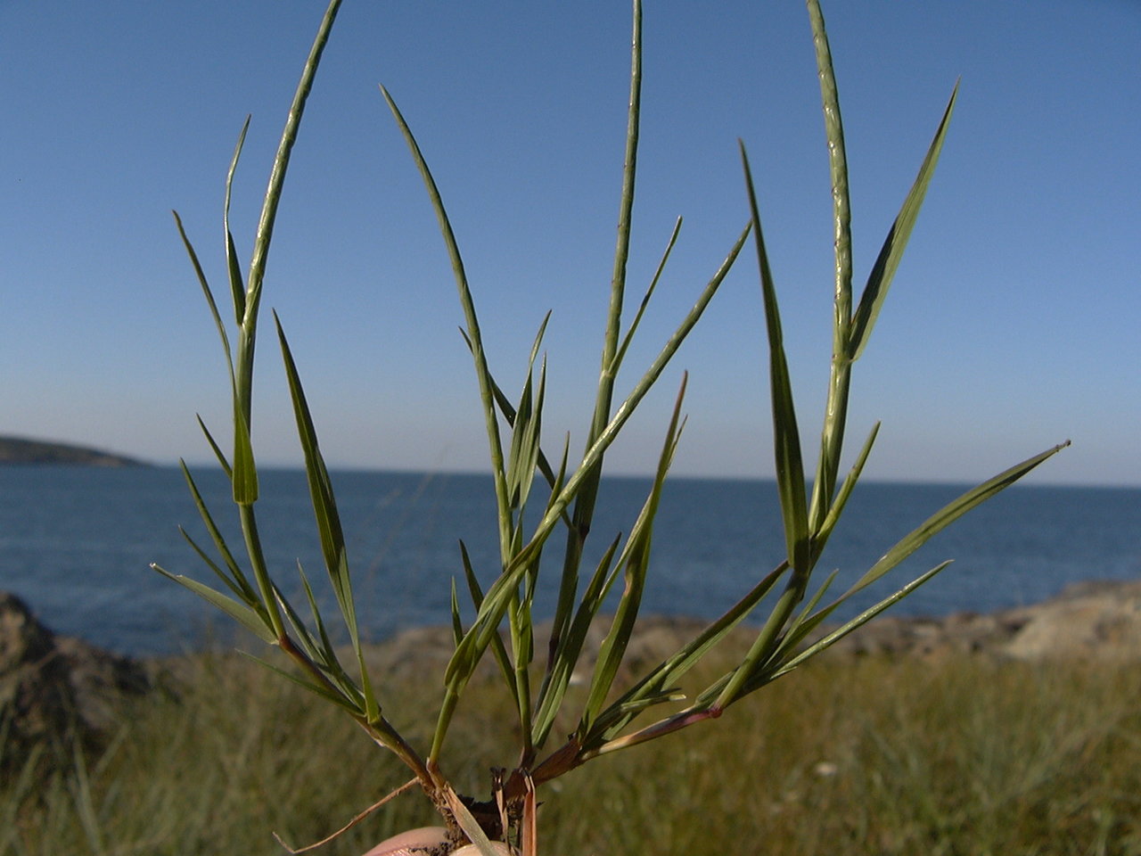 Image of Monerma cylindrica specimen.