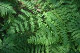 Pteridium pinetorum