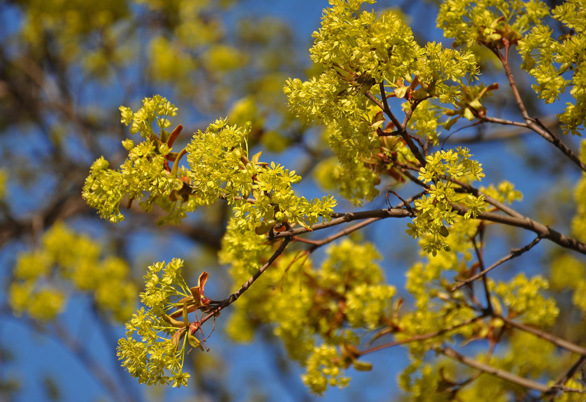 Изображение особи Acer platanoides.