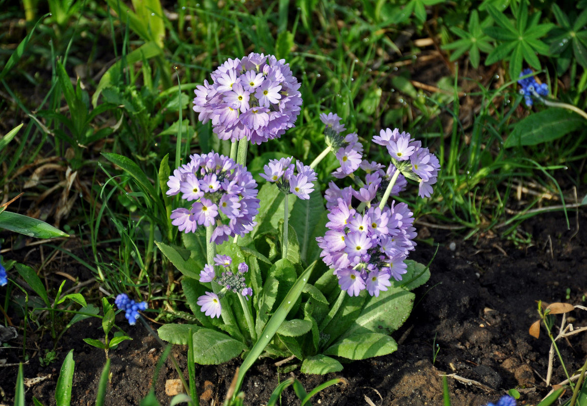 Изображение особи Primula denticulata.