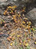 Medicago praecox