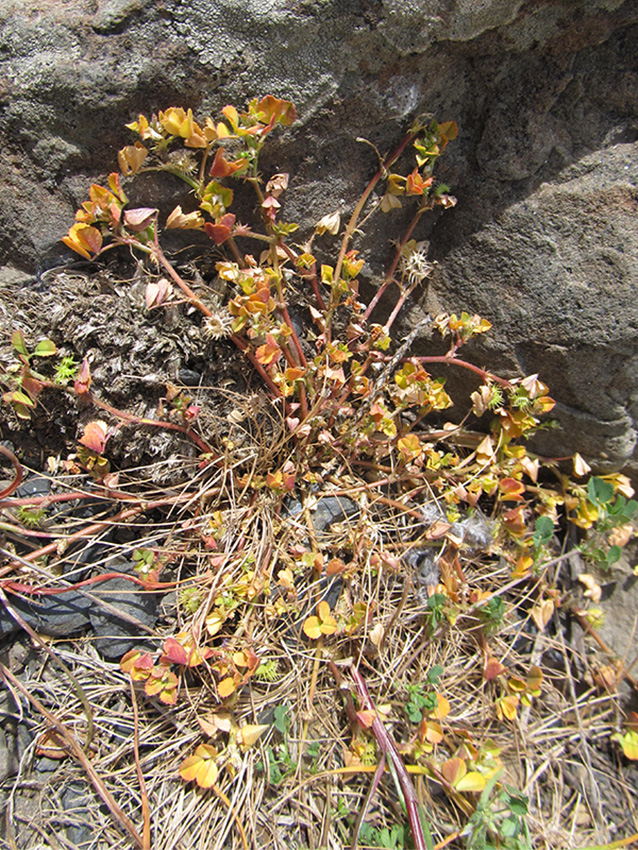 Image of Medicago praecox specimen.