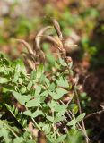 Oxytropis sordida. Соплодие и листья. Мурманская обл., Кировский р-н, Хибины, перевал Кукисвумчорр, каменистая россыпь у берега оз. Длинное. 29.08.2020.