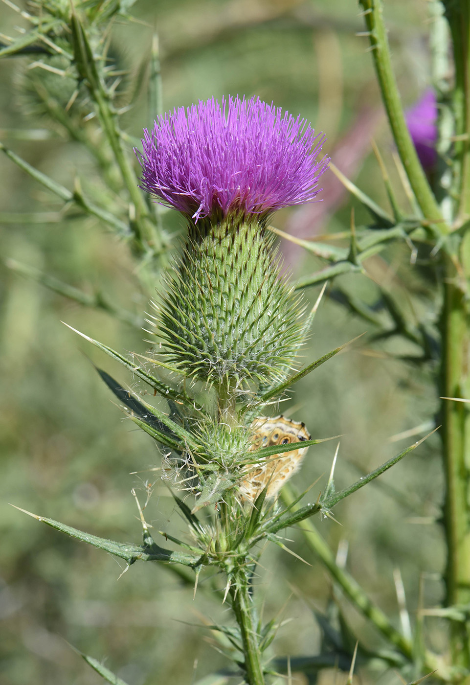 Изображение особи Cirsium vulgare.