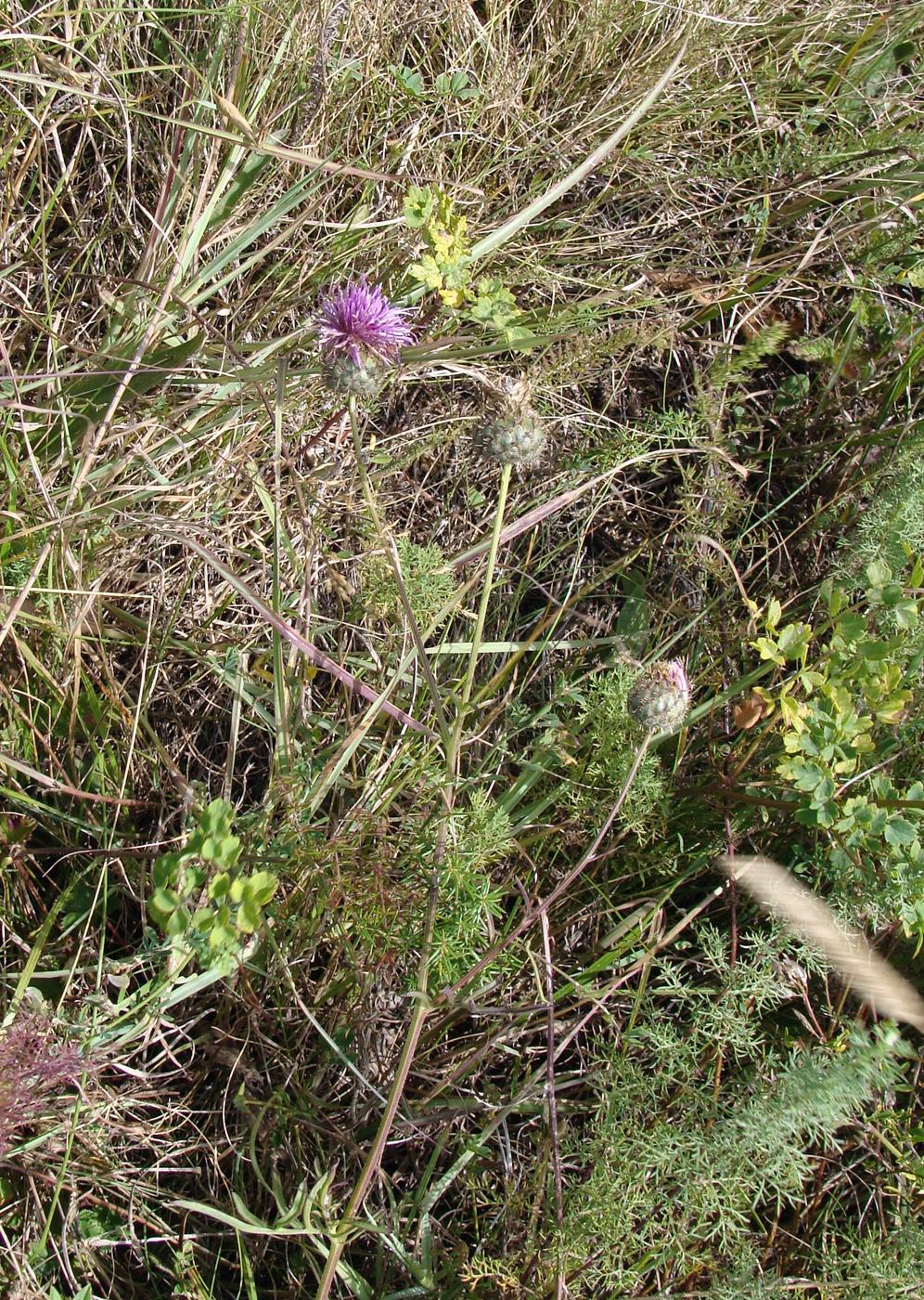 Image of Centaurea apiculata specimen.