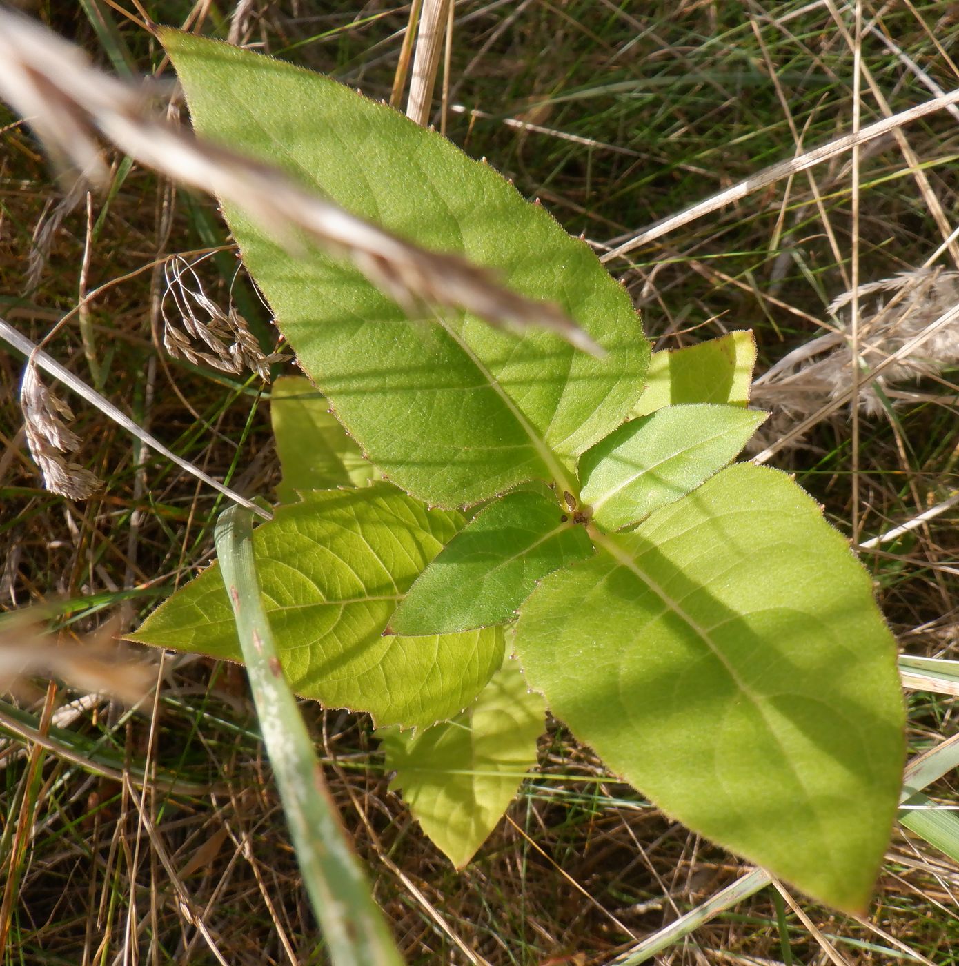 Изображение особи Silphium perfoliatum.