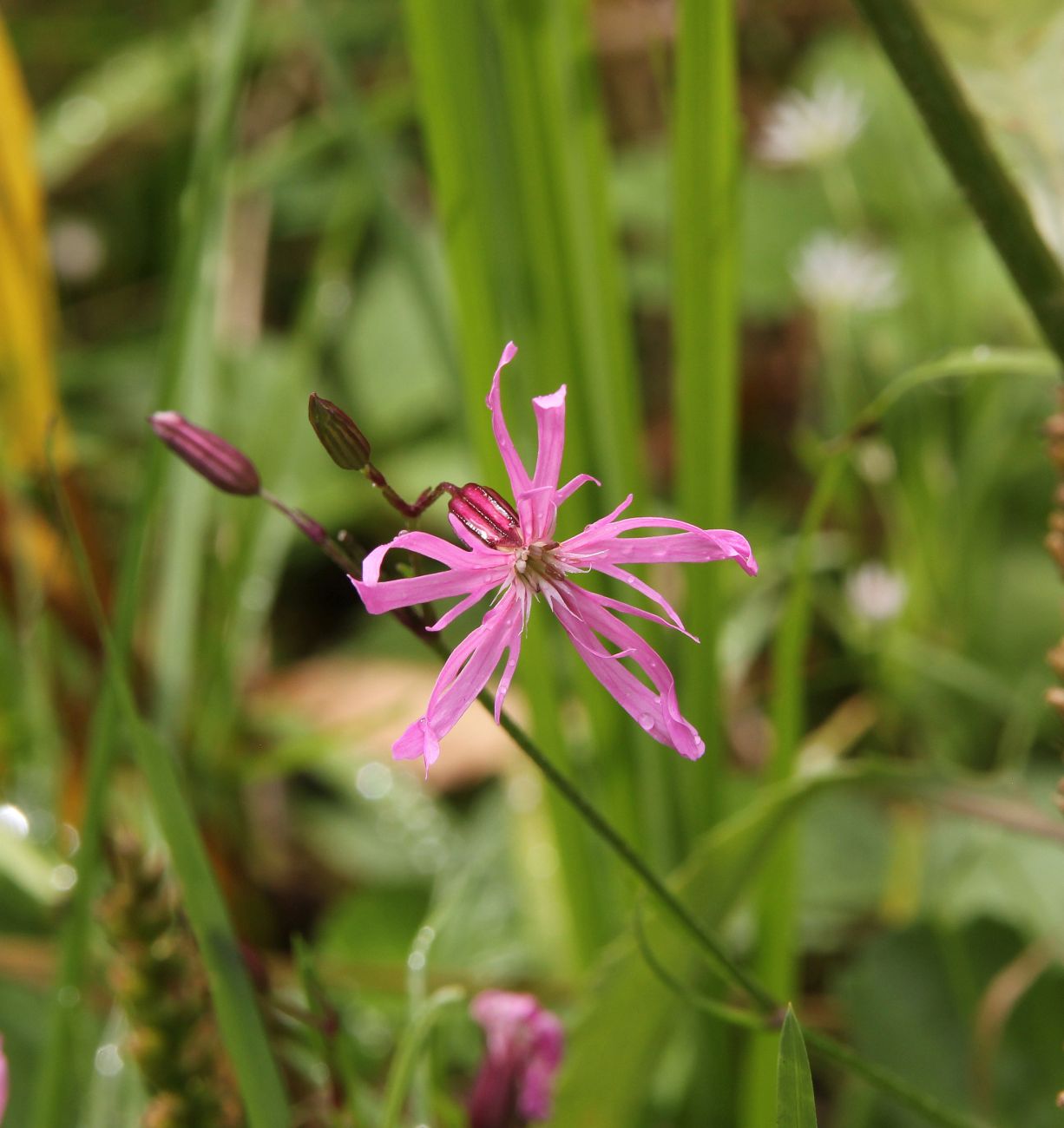 Изображение особи Coccyganthe flos-cuculi.