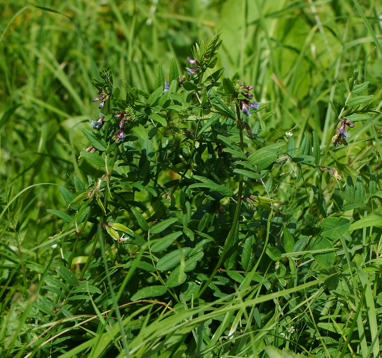 Изображение особи Vicia sepium.