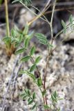 Astragalus filicaulis