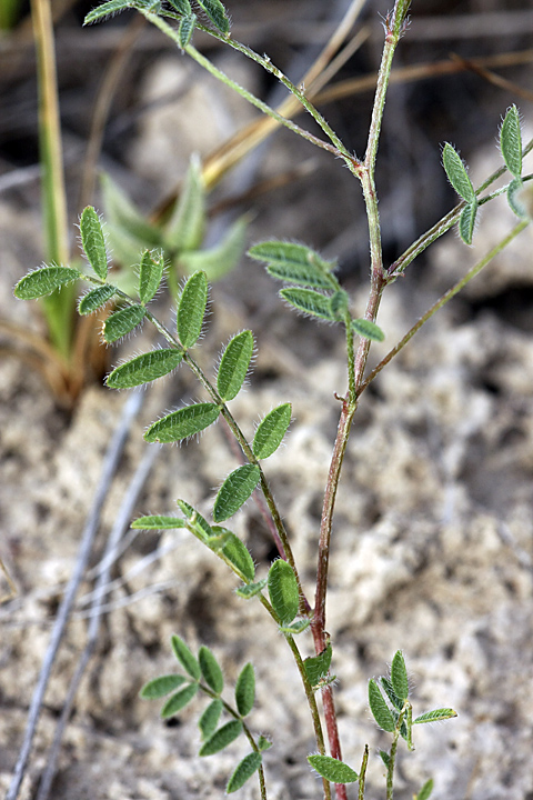 Image of Astragalus filicaulis specimen.