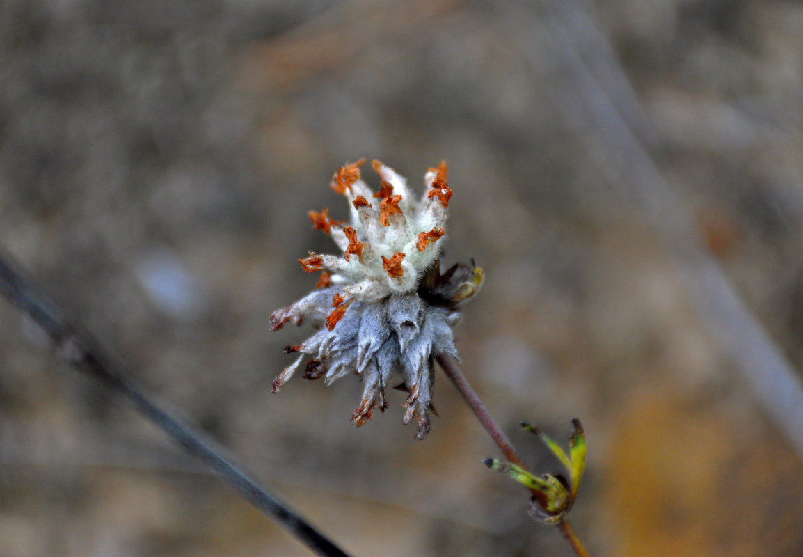 Image of Anthyllis vulneraria specimen.