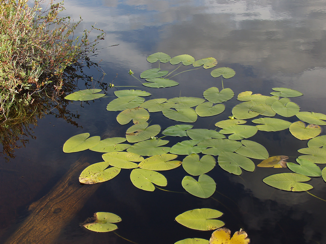 Image of Nuphar lutea specimen.