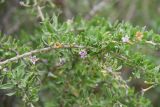 Lycium ferocissimum