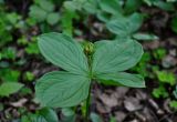 Paris quadrifolia. Верхушка расцветающего растения с божьей коровкой. Московская обл., окр. г. Железнодорожный, смешанный лес. 15.05.2020.