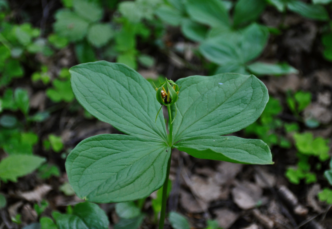 Изображение особи Paris quadrifolia.