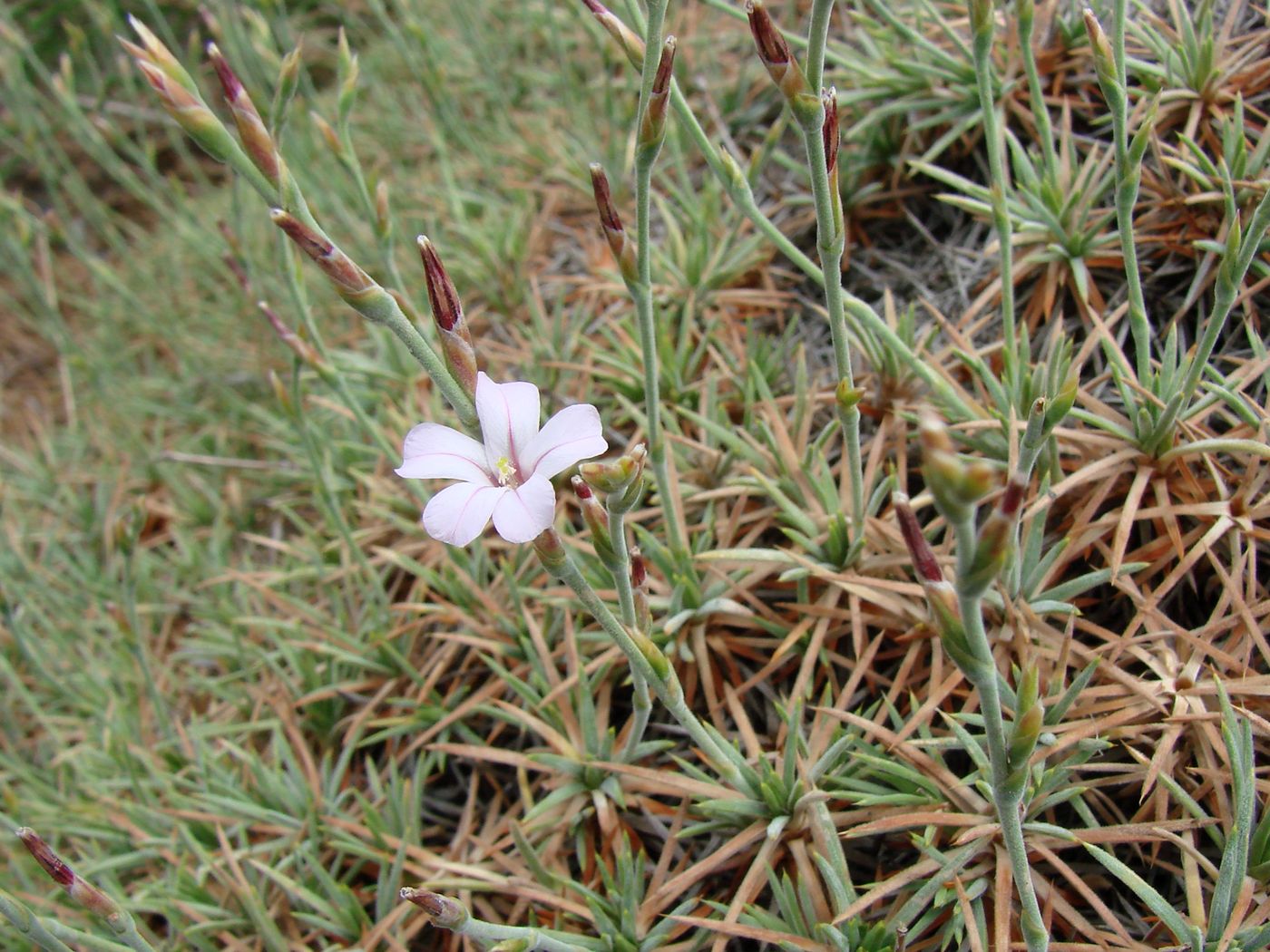 Image of Acantholimon zakirovii specimen.