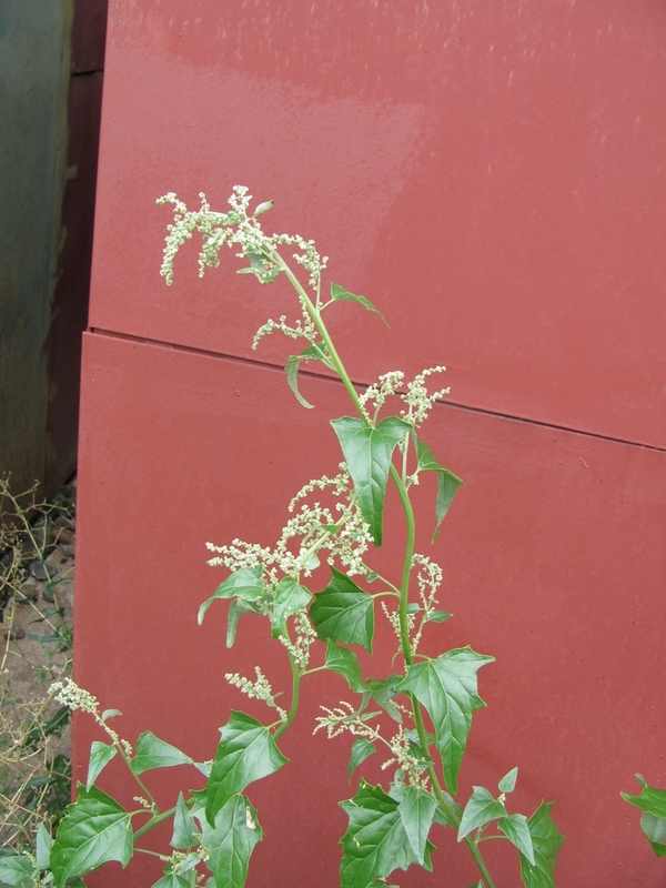 Image of Atriplex sagittata specimen.