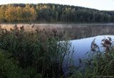 Phragmites australis. Куртина плодоносящих растений. Тульская обл., пос. Дубна, пруд усадьбы Мосоловых, на берегу. 25.08.2019.