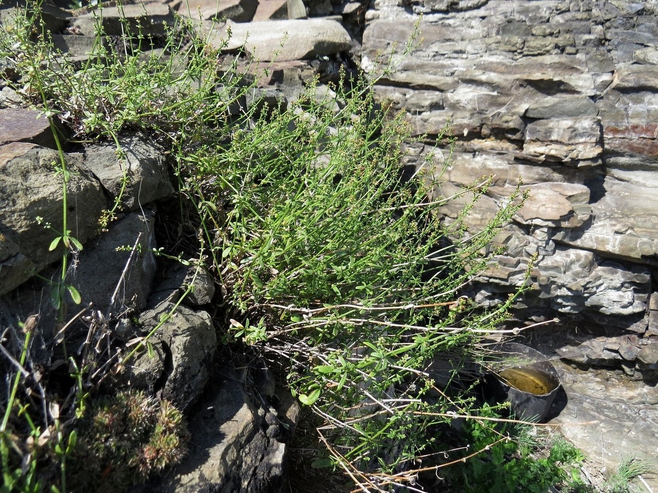 Image of Galium pobedimovae specimen.