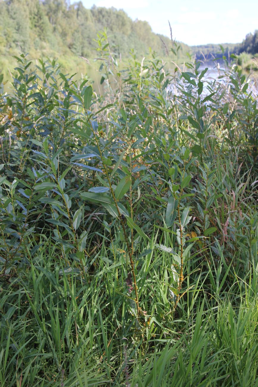 Image of Salix triandra specimen.