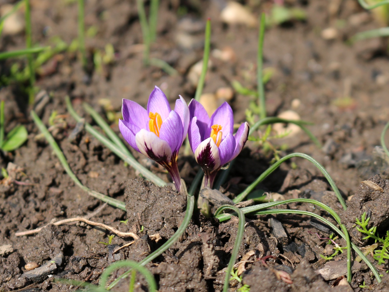 Image of Crocus minimus specimen.