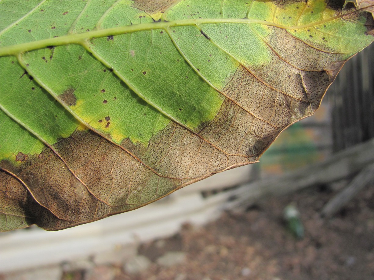 Image of Juglans regia specimen.