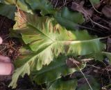 Phyllitis scolopendrium