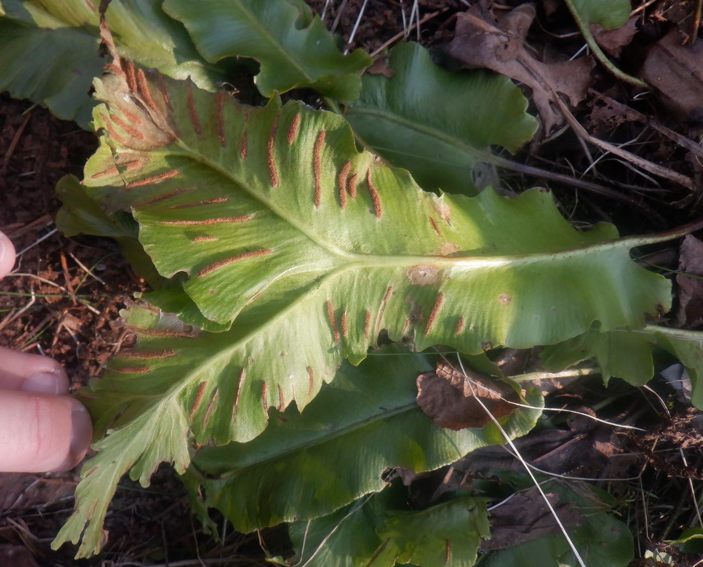 Изображение особи Phyllitis scolopendrium.