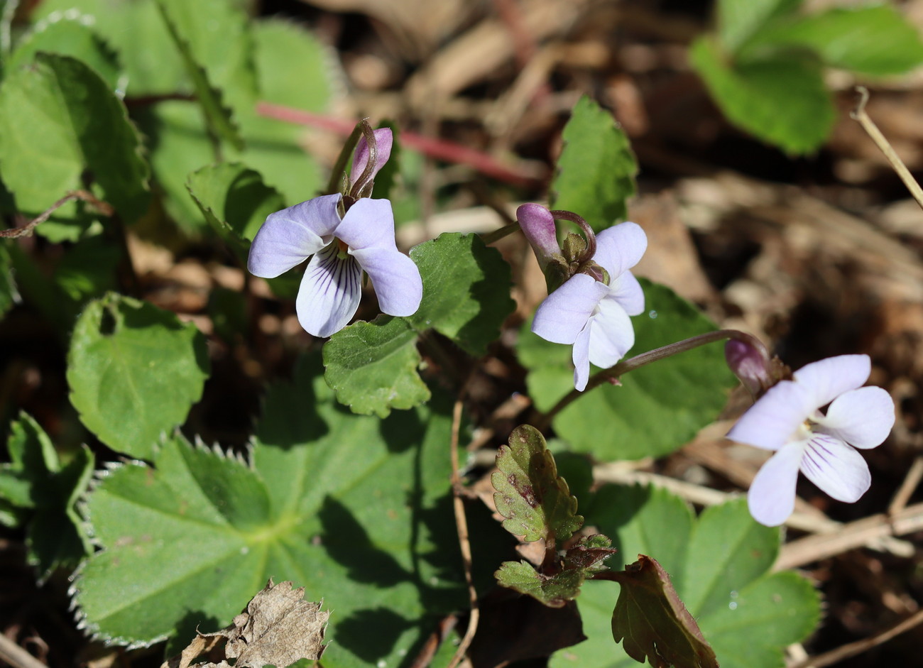 Image of Viola selkirkii specimen.