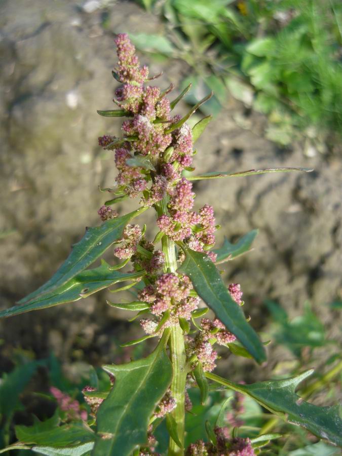 Image of Oxybasis rubra specimen.