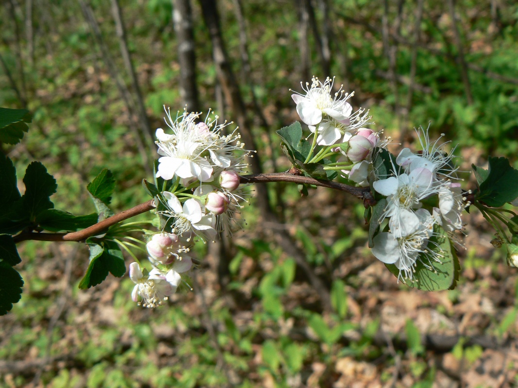 Image of Spiraea ussuriensis specimen.