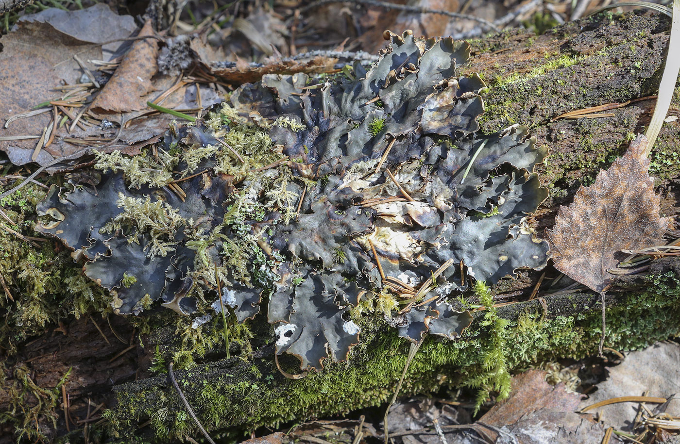 Image of genus Peltigera specimen.