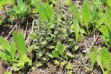 Ajuga multiflora