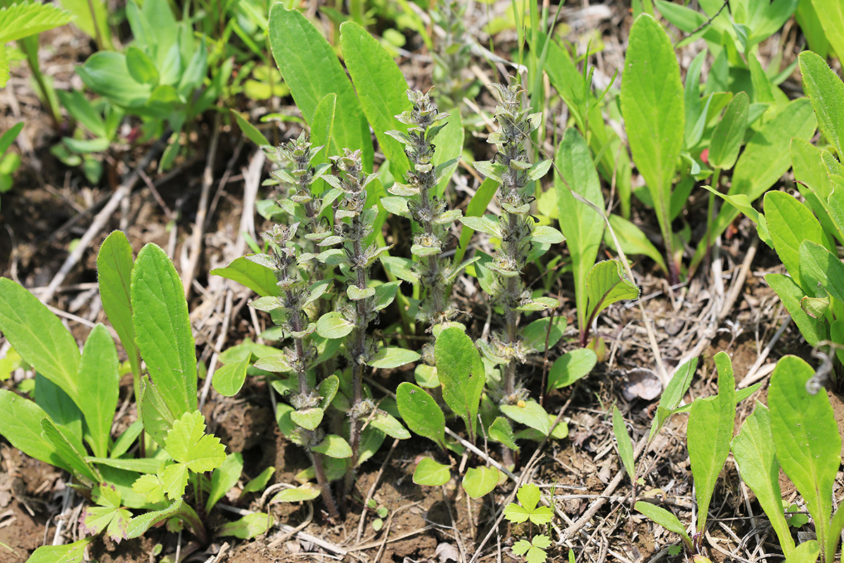 Image of Ajuga multiflora specimen.