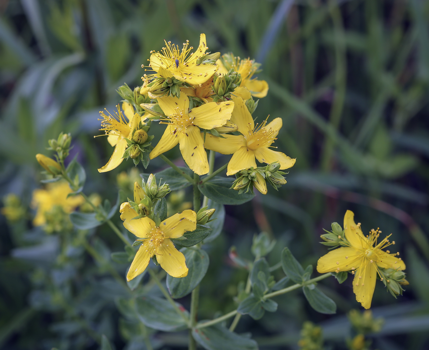 Изображение особи Hypericum perforatum.