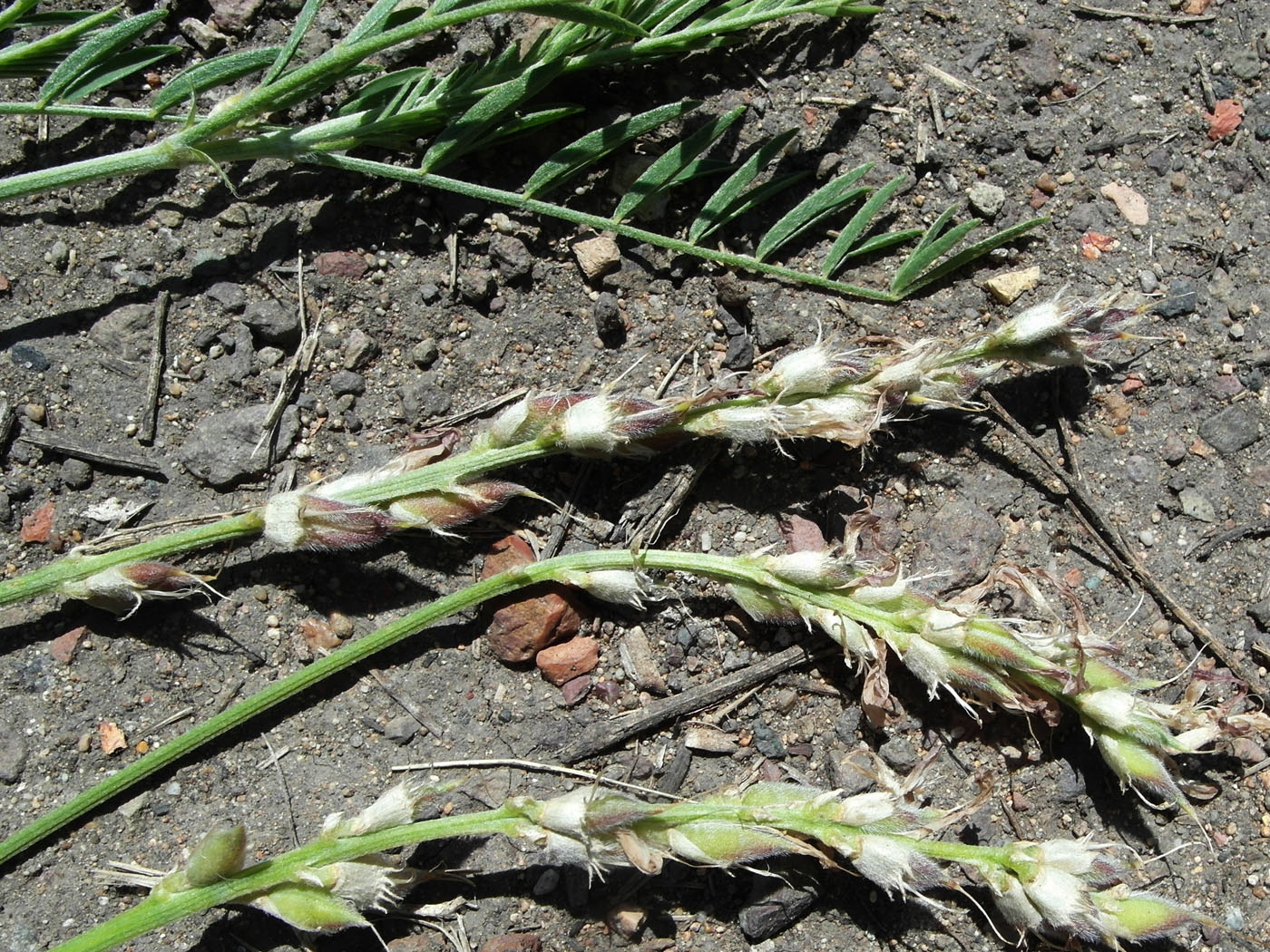 Image of Astragalus onobrychis specimen.