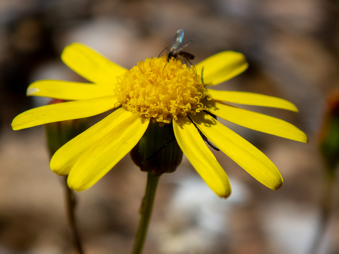 Изображение особи Senecio leucanthemifolius.