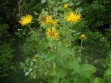 Inula helenium