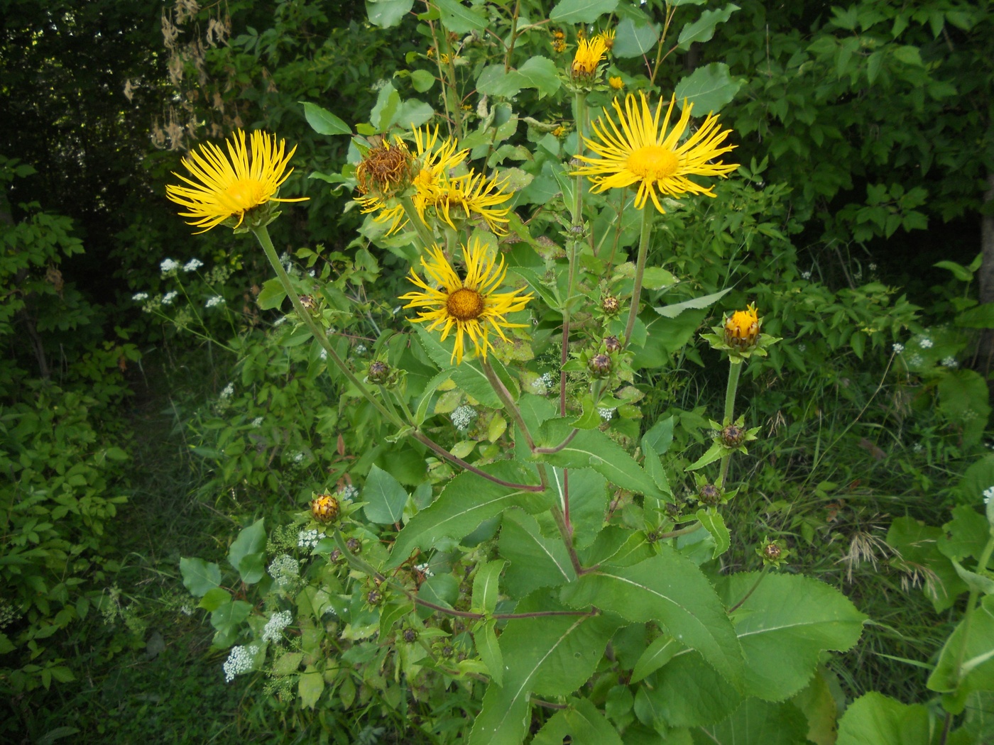 Изображение особи Inula helenium.