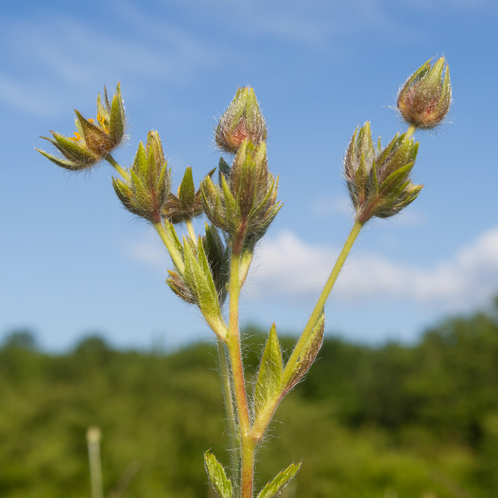 Image of Potentilla recta specimen.