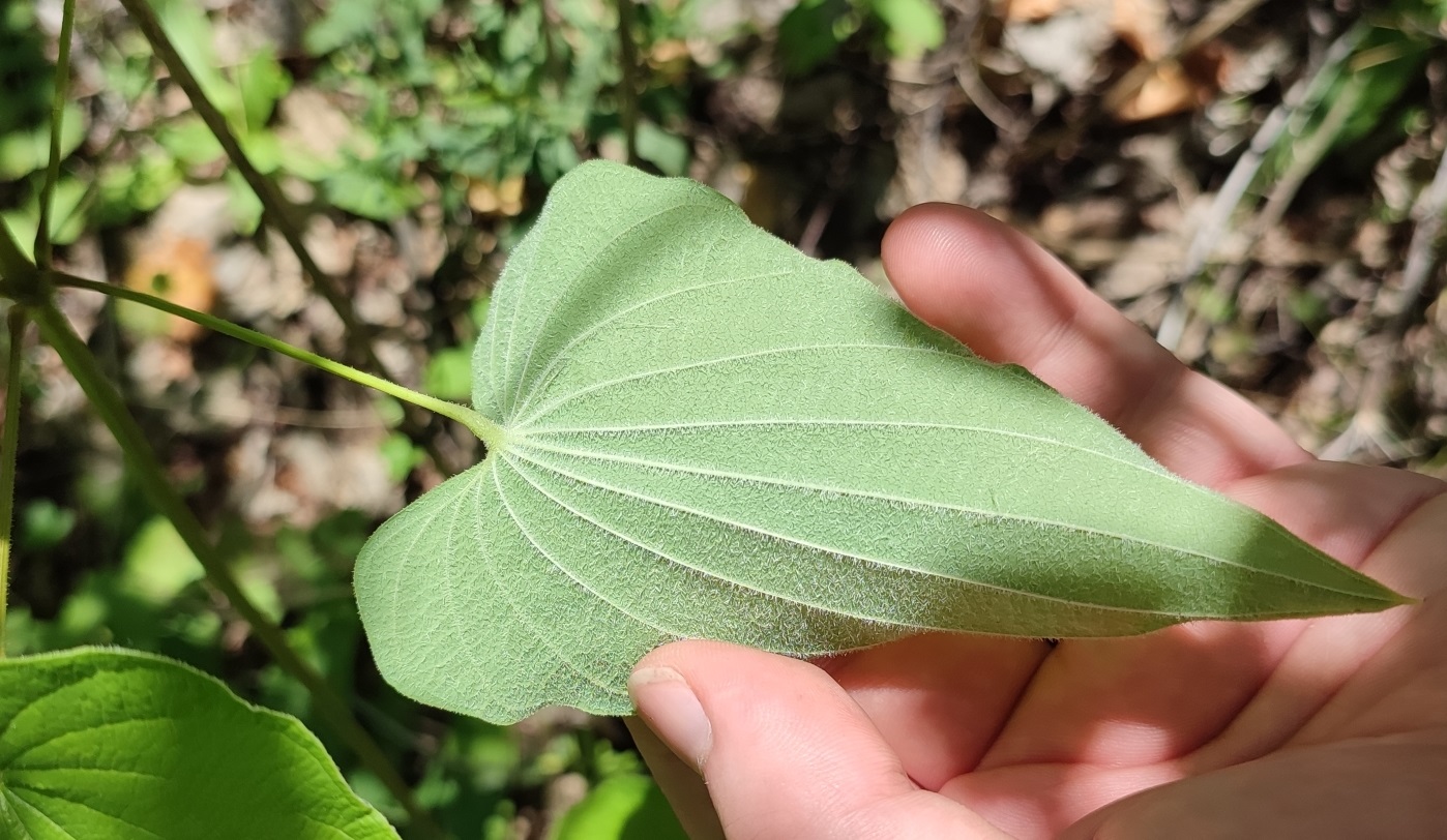 Image of Dioscorea caucasica specimen.