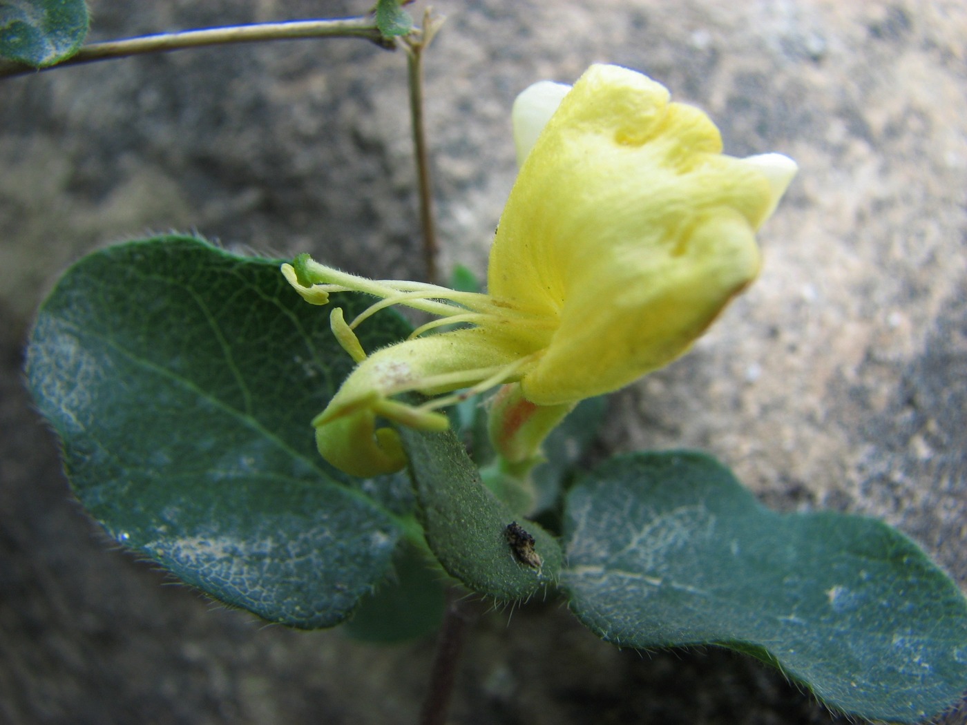 Image of Lonicera iberica specimen.