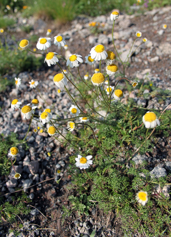 Изображение особи род Pyrethrum.