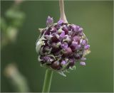 Allium sativum