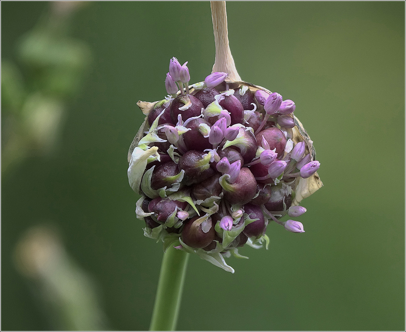 Изображение особи Allium sativum.