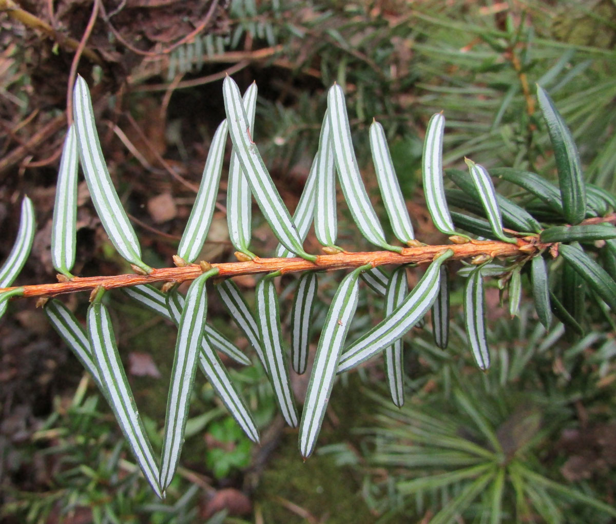 Image of Pseudotaxus chienii specimen.