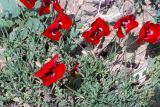 genus Papaver
